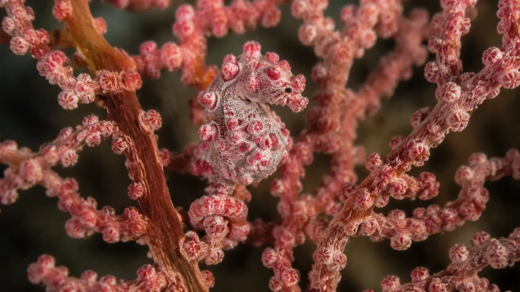 Lembeh Strait scuba diving