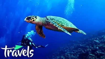 Scuba diving video tour of the world's best dive destinations
